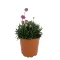 Armeria Armada roz