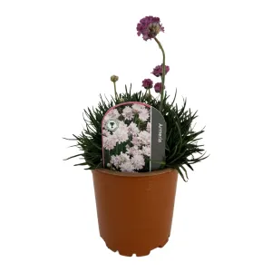Armeria Armada roz