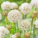 Armeria Ballerina albă