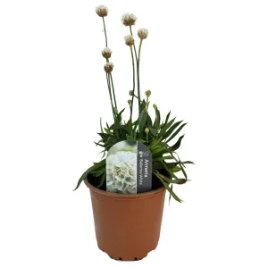 Armeria Ballerina albă