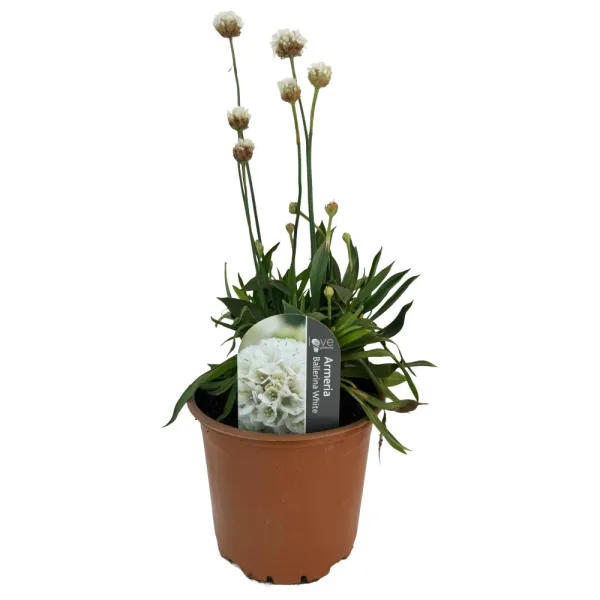 Armeria Ballerina albă