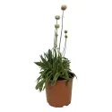 Armeria Ballerina albă
