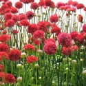 Armeria Ballerina roșie