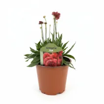 Armeria Ballerina roșie