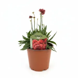 Armeria Ballerina roșie