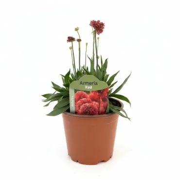 Armeria Ballerina roșie
