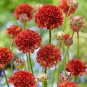 Armeria Ballerina roșie