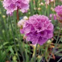 Armeria Ballerina violet/roz