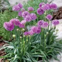 Armeria Ballerina violet/roz