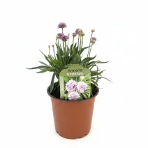 Armeria Ballerina violet/roz