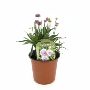 Armeria Ballerina violet/roz