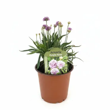 Armeria Ballerina violet/roz