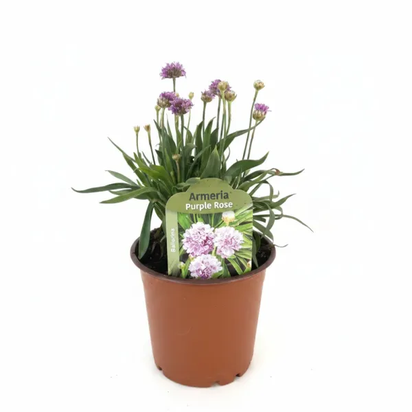 Armeria Ballerina violet/roz