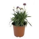Armeria Ballerina violet/roz