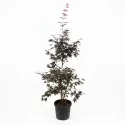Arțar japonez (Acer palmatum), ghiveci 20L, H 160-180 cm