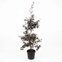 Arțar japonez (Acer palmatum), ghiveci 20L, H 160-180 cm