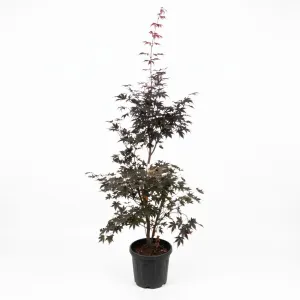 Arțar japonez (Acer palmatum), ghiveci 20L, H 160-180 cm