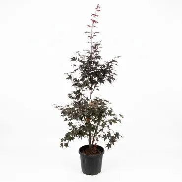 Arțar japonez (Acer palmatum), ghiveci 20L, H 160-180 cm