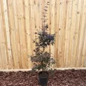Arțar japonez (Acer palmatum), ghiveci 20L, H 160-180 cm