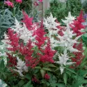Astilbe astary roșie/albă