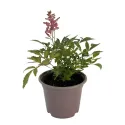 Astilbe astary roșie/albă