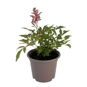 Astilbe astary roșie/albă