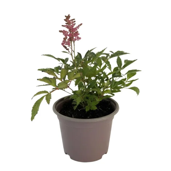 Astilbe astary roșie/albă