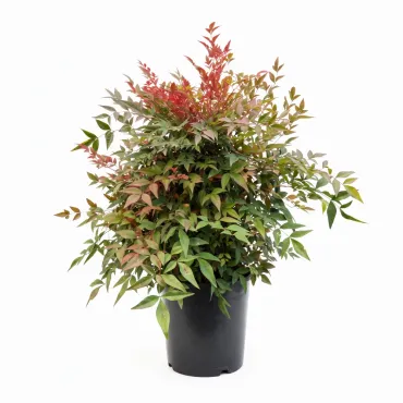 Bambus sfânt (Nandina domestica) tip Glob, ghiveci 10L, H 60-80 cm