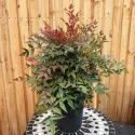 Bambus sfânt (Nandina domestica) tip Glob, ghiveci 10L, H 60-80 cm