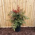 Bambus sfânt (Nandina domestica) tip Glob, ghiveci 10L, H 60-80 cm