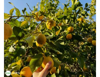Cum îngrijești corect citricele la ghiveci: plantare, replantare și mutarea corectă a plantelor
