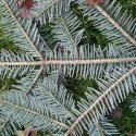 Brad alb romanesc (Abies alba) la ghiveci P12