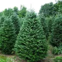 Brad balsamea (Abies balsamea) la ghiveci C1