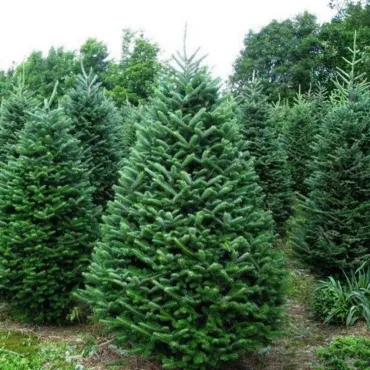 Brad balsamea (Abies balsamea) la ghiveci C1