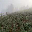 Brad balsamea (Abies balsamea) la ghiveci C1