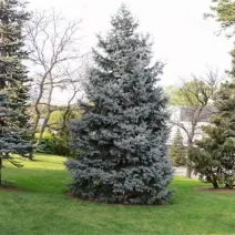 Brad concolor (Abies concolor) la ghiveci P6