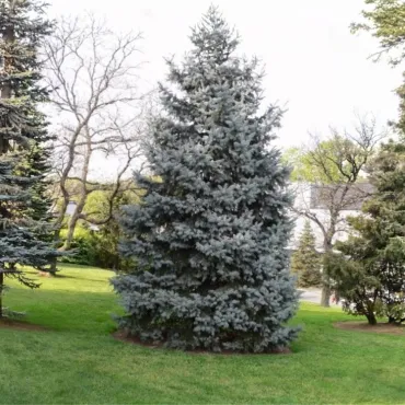 Brad concolor (Abies concolor) la ghiveci P6