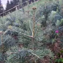 Brad concolor (Abies concolor) la ghiveci P6