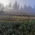 Brad concolor (Abies concolor) la ghiveci P6