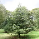 Brad coreean (Abies koreana) la ghiveci C1