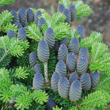 Brad coreean (Abies koreana) la ghiveci C1