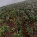 Brad coreean (Abies koreana) la ghiveci C1