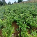 Brad coreean (Abies koreana) la ghiveci C1