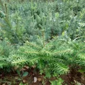 Brad coreean (Abies koreana) la ghiveci C1