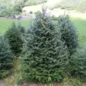 Brad fraseri (Abies fraseri) la ghiveci P6