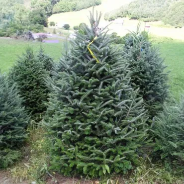 Brad fraseri (Abies fraseri) la ghiveci P6