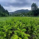 Brad fraseri (Abies fraseri) la ghiveci P6
