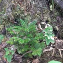Brad fraseri (Abies fraseri) la ghiveci P6