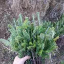 Brad fraseri (Abies fraseri) la ghiveci P6