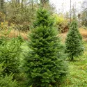 Brad grandis (Abies grandis) la ghiveci C1